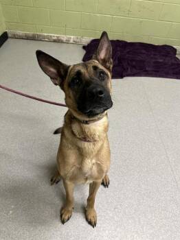 German Shepherd Dog Dogs Available for Adoption - CARMELLA | PetCurious