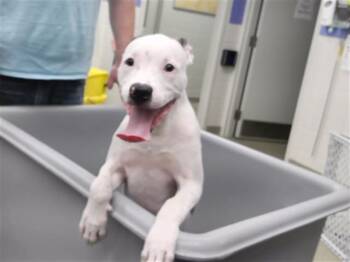 Pointer and Mixed Breed Dogs Available for Adoption in Omaha, Nebraska - UH OH SPAGHETTIO
