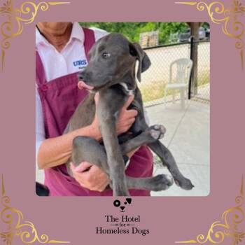 American Staffordshire Terrier and Terrier Dogs Available for Adoption in Cumberland, Rhode Island - Katie | PetCurious