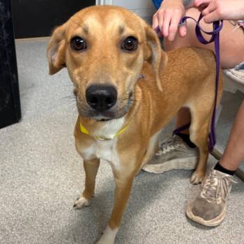 Mixed Breed Dogs Available for Adoption in Englewood, Florida - Maya | PetCurious