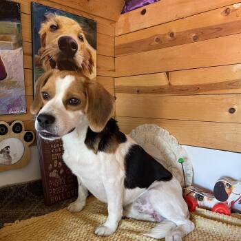 Barney -  Beagle Dog for Adoption in Vacaville, California - Barney | PetCurious