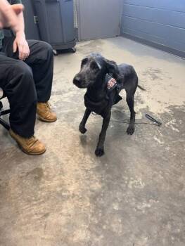 German Shepherd Dog and Poodle Dogs Available for Adoption in Tallahassee, Florida - IZZY | PetCurious