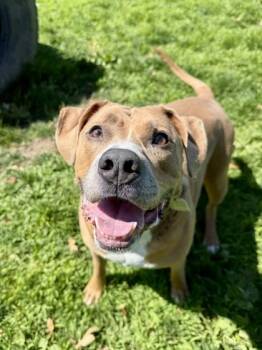 Spartacus -  Mixed Breed Dog for Adoption in Roseburg, Oregon - Spartacus | PetCurious
