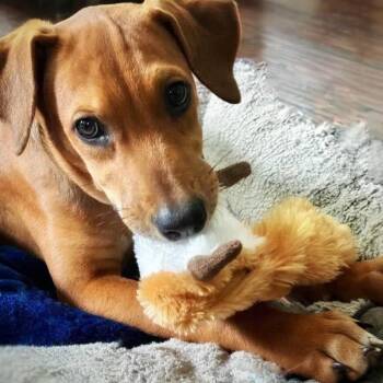 Daisy -  Coonhound and Dachshund Dog for Adoption in Lenoir, North Carolina - Daisy | PetCurious