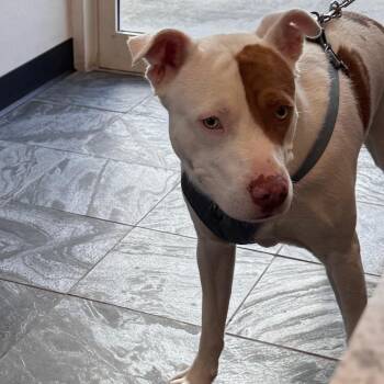 Terrier Dogs Available for Adoption in Clearwater, Florida - Hercules | PetCurious