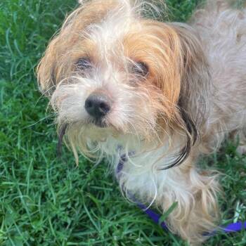 ST GEORGE -  Terrier and Mixed Breed Dog for Adoption in Waterford, New Jersey - ST GEORGE | PetCurious