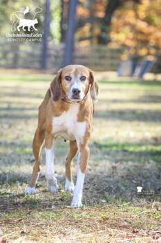 Hound and Mixed Breed Dogs Available for Adoption - 2956b Cashmere - Adoption Ambassador | PetCurious