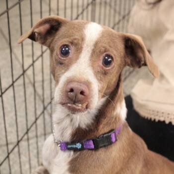 Rescue Mixed Breed Dogs for Adoption in San Francisco, California - Lennox | PetCurious