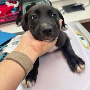 Monarch -  Labrador Retriever and Mixed Breed Dog for Adoption in Corpus Christi, Texas - Monarch | PetCurious
