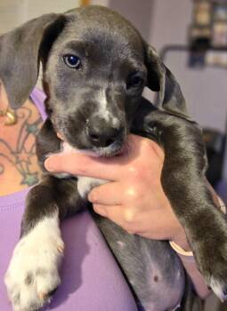 Labrador Retriever Dogs Available for Adoption in West Milwaukee, Wisconsin - Moon $550 | PetCurious