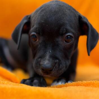 Felicia -  Black Labrador Retriever and Mixed Breed Dog for Adoption in St. Peters, Missouri - Felicia | PetCurious