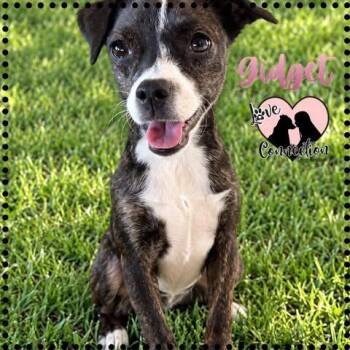 Gidget -  Pug and Italian Greyhound Dog for Adoption in Gilbert, Arizona - Gidget | PetCurious