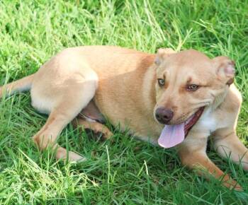 Roland -  Mixed Breed Dog for Adoption in Groveland, Massachusetts - Roland | PetCurious