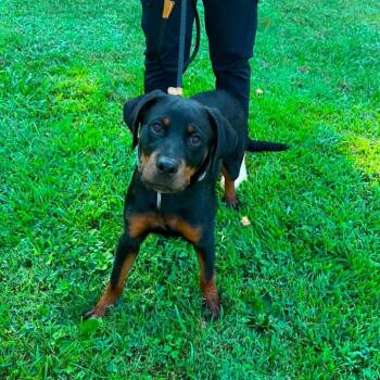 Ripley -  Mixed Breed Dog for Adoption in Edwardsville, Illinois - Ripley | PetCurious