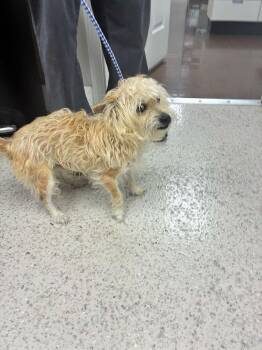 Terrier Dogs Available for Adoption in Marietta, Georgia - Chorizo | PetCurious