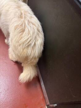 Great Pyrenees Dogs Available for Adoption - Sunny | PetCurious