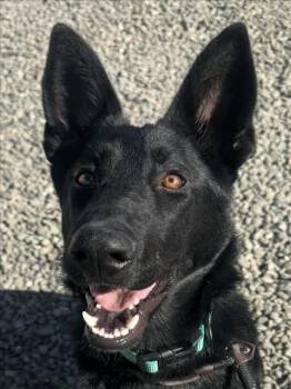 KEHLANI -  German Shepherd Dog Dog for Adoption in Woodland, California - KEHLANI | PetCurious