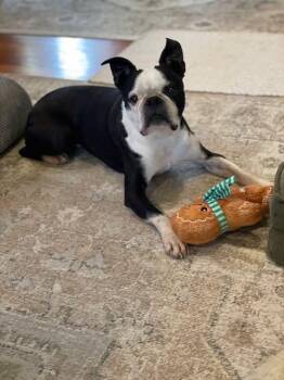 Jake -  Boston Terrier Dog for Adoption in New York, New York - Jake | PetCurious