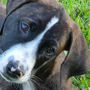 Cooper Cannon -  Beagle and Mixed Breed Dog for Adoption in Blairsville, Georgia - Cooper Cannon | PetCurious