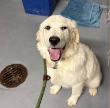 Great Pyrenees Dogs Available for Adoption - Petunia | PetCurious