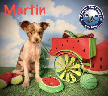 Martin -  Shih Poo Dog for Adoption in Arcadia, Florida - Martin | PetCurious