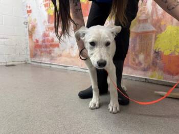KORRA -  German Shepherd Dog Dog for Adoption in San Bernardino, California - KORRA | PetCurious