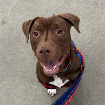 Rescue Pit Bull Terrier and Labrador Retriever Dogs for Adoption in Columbia, South Carolina - Cruz | PetCurious