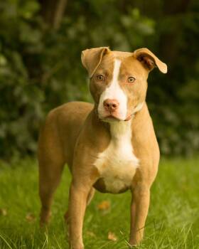 SUNCHIP (0737) -  Pit Bull Terrier Dog for Adoption in Bridgeport, Connecticut - SUNCHIP (0737) | PetCurious
