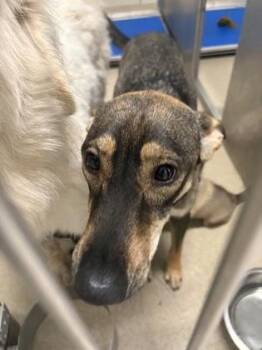 German Shepherd Dog and Mixed Breed Dogs Available for Adoption in North Richland Hills, Texas - Trudi | PetCurious