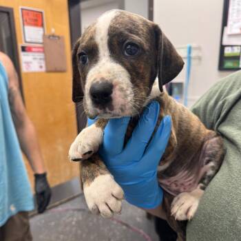 Sizzle -  Mixed Breed Dog for Adoption in Columbiana, Alabama - Sizzle | PetCurious