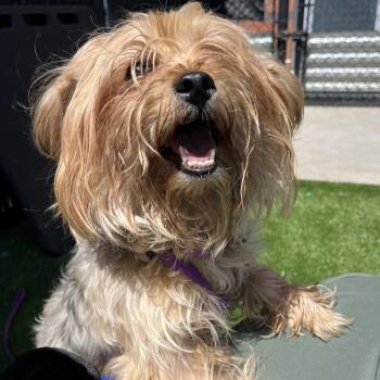 Turnip -  Mixed Breed Dog for Adoption in Pittsburgh, Pennsylvania - Turnip | PetCurious