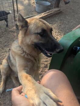 Rescue German Shepherd Dog Dogs for Adoption in Los Angeles, California - Polo | PetCurious