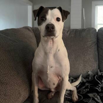 Pluto-Foster -  Mixed Breed Dog for Adoption in Walker, Michigan - Pluto-Foster | PetCurious