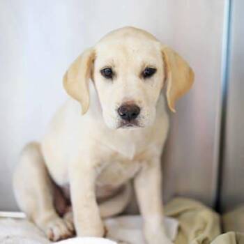 English Bulldog and Mixed Breed Dogs Available for Adoption in Atlanta, Georgia - Scarlett | PetCurious