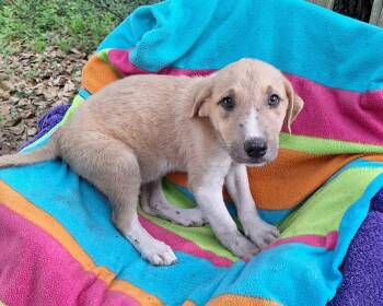 Labrador Retriever Dogs Available for Adoption in Missouri City, Texas - Chasko OR14375-T | PetCurious