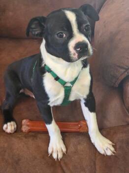 Boston Terrier Dogs Available for Adoption - Mr. Green In MO | PetCurious