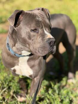 Rescue Pit Bull Terrier Dogs for Adoption in Rocklin, California - Scout | PetCurious