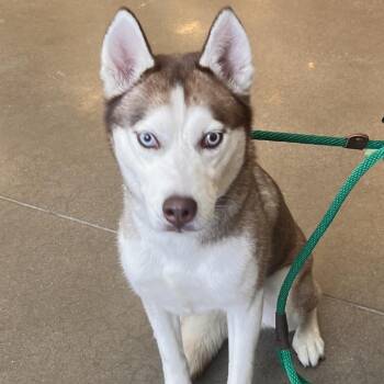 YORK-Stray-16808 -  Husky Dog for Adoption in York, Pennsylvania - YORK-Stray-16808 | PetCurious