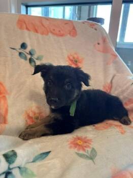 Australian Shepherd Dogs Available for Adoption in Sidney, Ohio - Ariat Yrly 180 | PetCurious