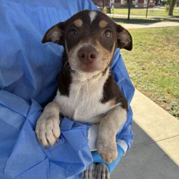 Flaco -  Chihuahua and Mixed Breed Dog for Adoption in San Antonio, Texas - Flaco | PetCurious
