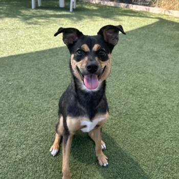 Jolene -  Mixed Breed Dog for Adoption in Galveston, Texas - Jolene | PetCurious