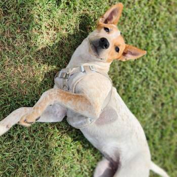 Cattle Dog and Terrier Dogs Available for Adoption - Carmie | PetCurious
