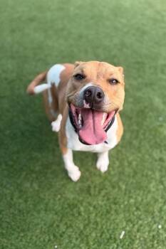 SOPHIE -  Mixed Breed Dog for Adoption in Dallas, Texas - SOPHIE | PetCurious