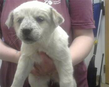 Australian Cattle Dog Blue Heeler and Mixed Breed Dogs Available for Adoption - ASPEN | PetCurious