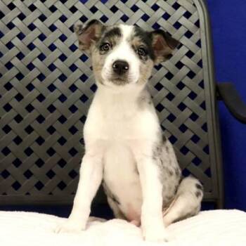 Australian Shepherd Dogs Available for Adoption in Fort Davis, Texas - Harrison | PetCurious