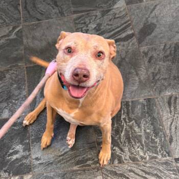 Scout -  Terrier Dog for Adoption in Clearwater, Florida - Scout | PetCurious