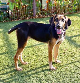 LuLu -  Hound Dog for Adoption in Fort Worth, Texas - LuLu | PetCurious