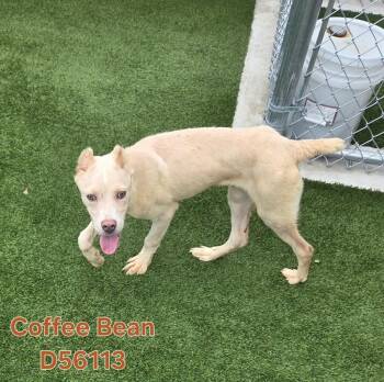 Coffee Bean -  Mixed Breed Dog for Adoption in Clarksville, Tennessee - Coffee Bean | PetCurious