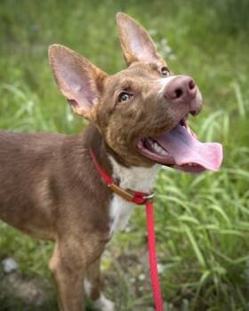 Dante -  Mixed Breed Dog for Adoption in Atlanta, Georgia - Dante | PetCurious