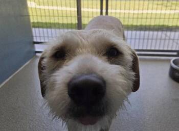 Miniature Schnauzer Dogs Available for Adoption in San Clemente, California - RUBY | PetCurious